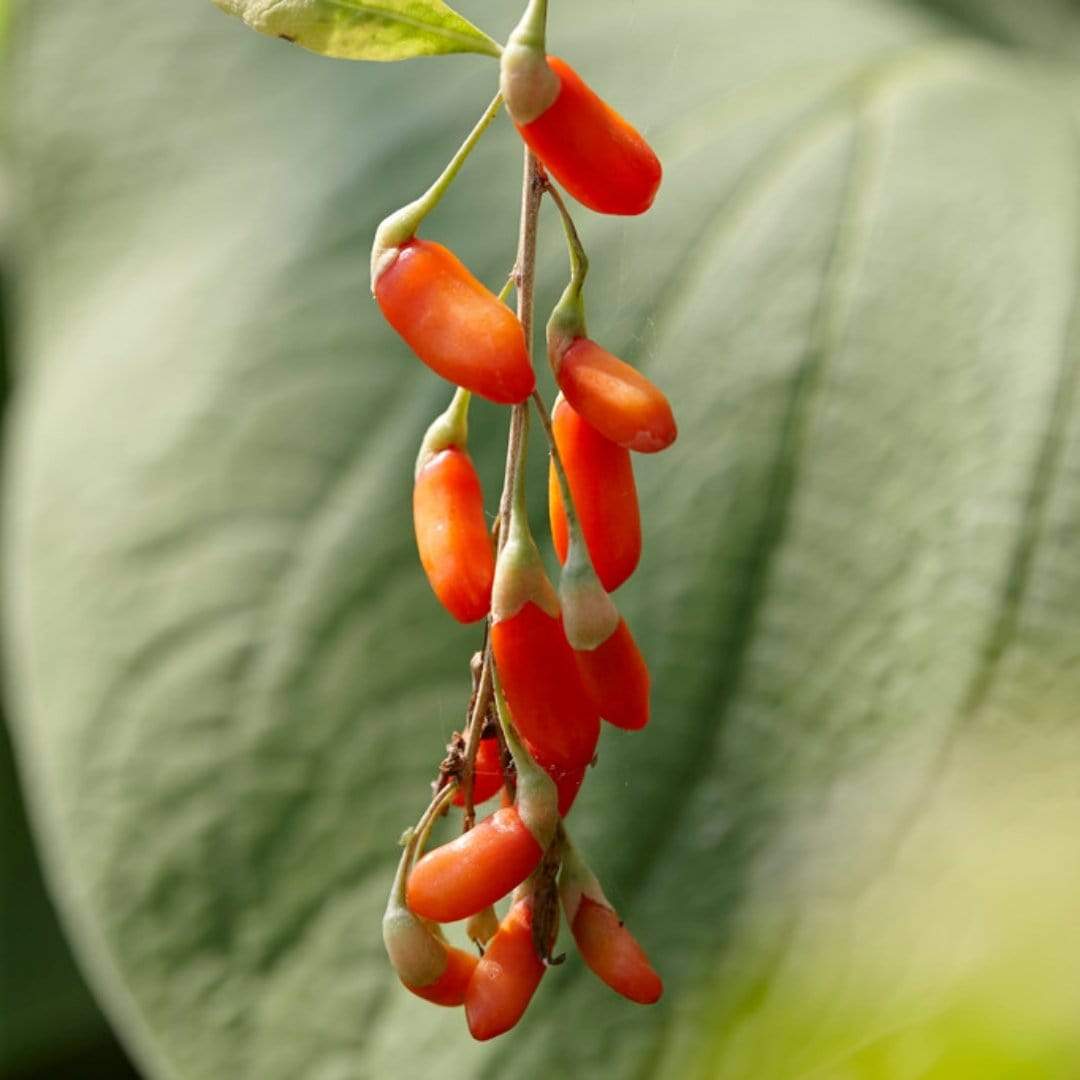 Goji Berry Plant - Image 6