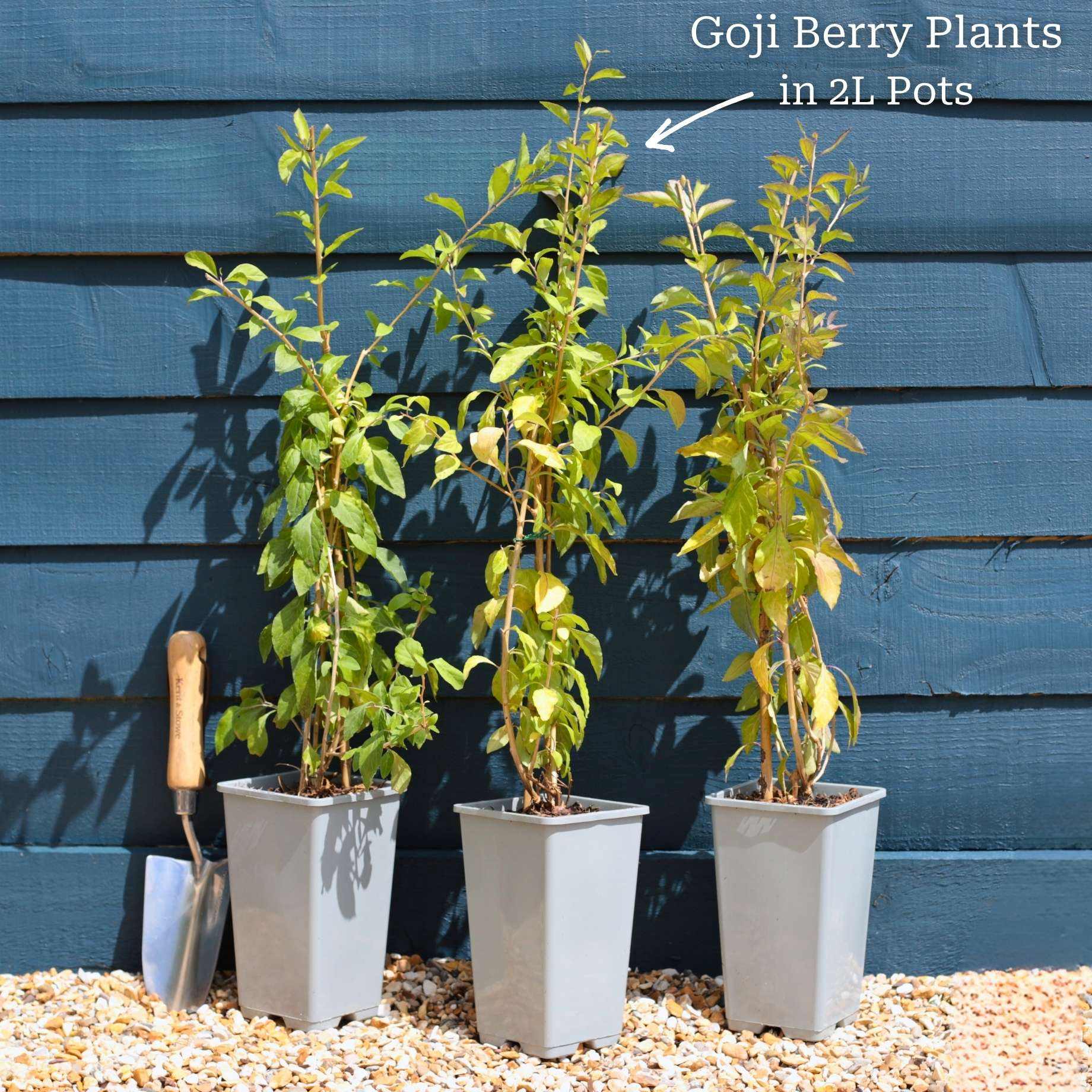 Goji Berry Plant - Image 7