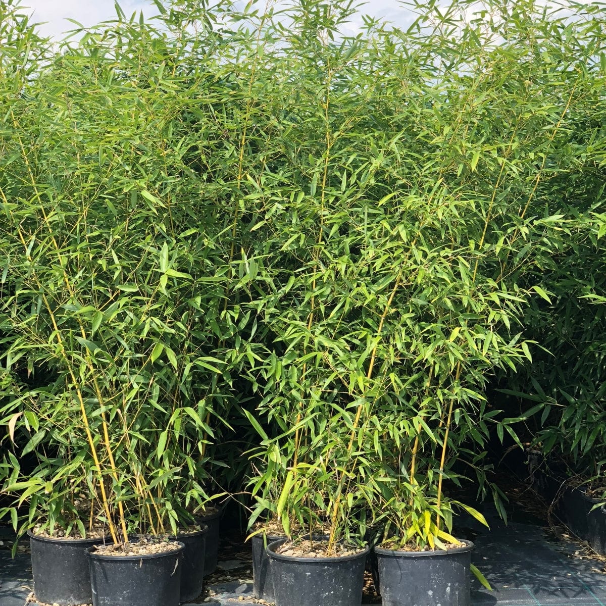 Golden Bamboo | Phyllostachys aurea - Image 3