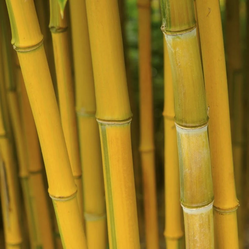 Golden Bamboo | Phyllostachys aureosulcata 'Spectabilis' - Image 3