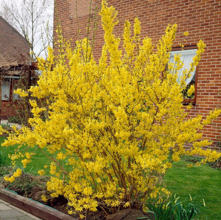 Golden Bells | Forsythia intermedia 'Spectabilis' - Image 4