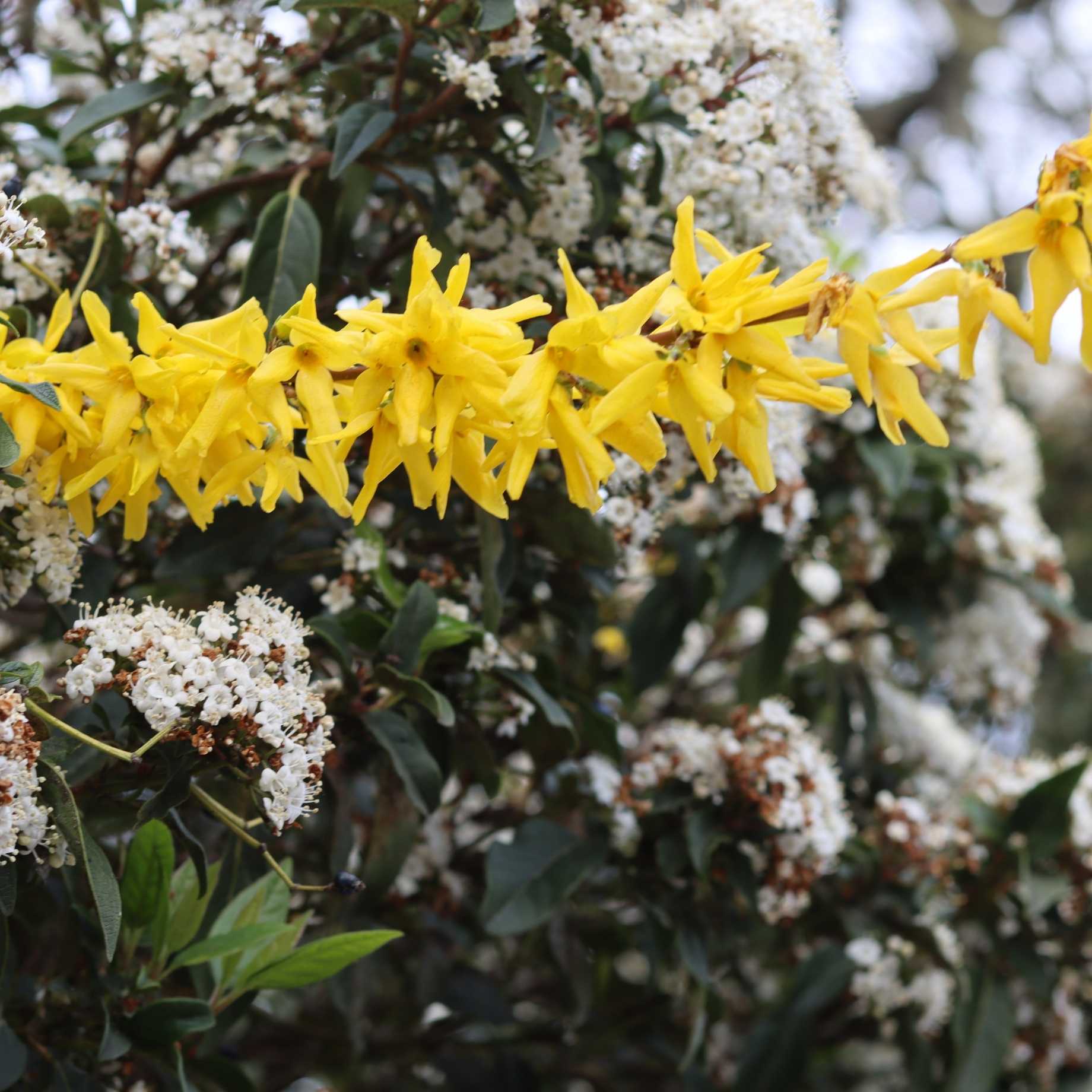 Golden Bells | Forsythia intermedia 'Spectabilis' - Image 5
