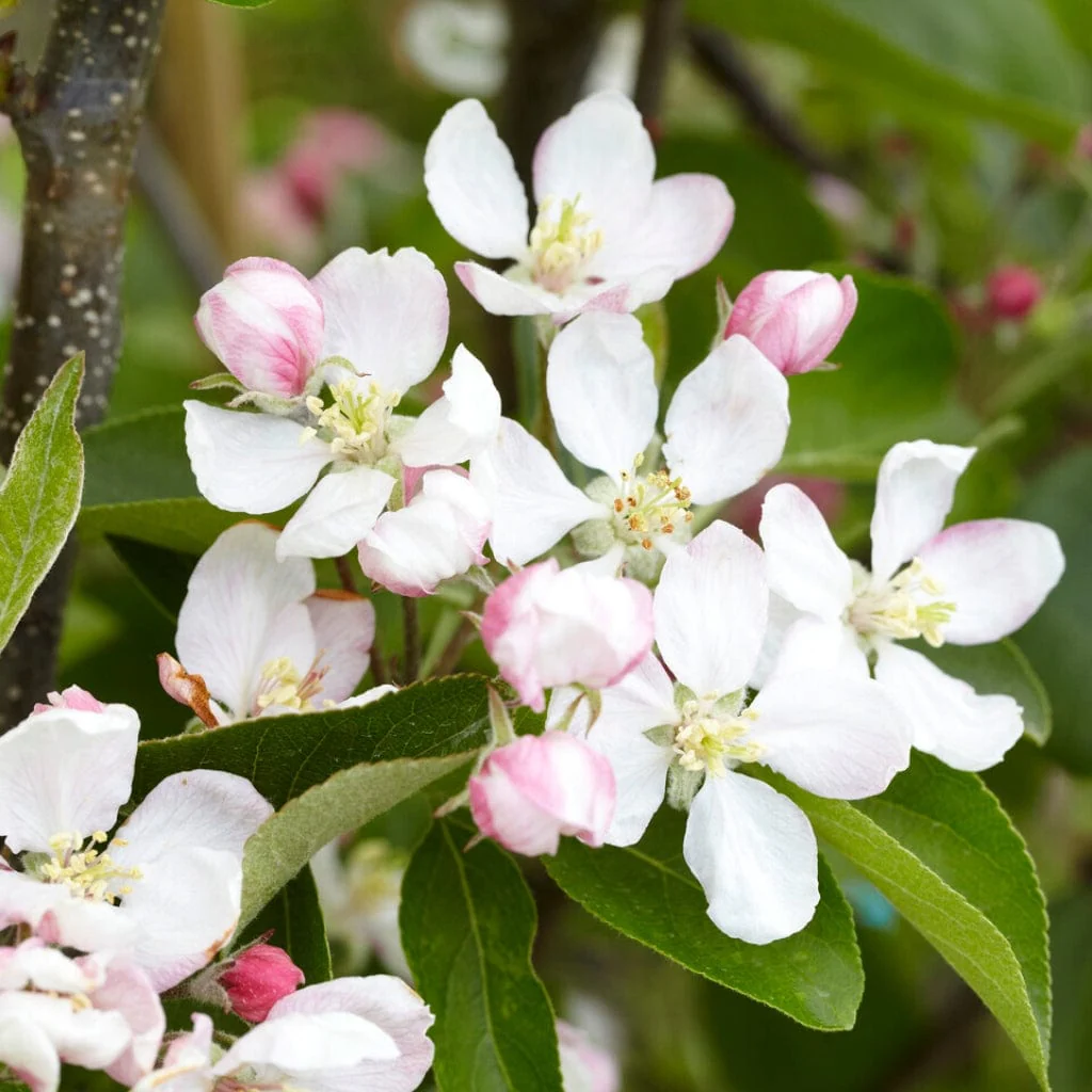 'Golden Delicious' Apple Tree - Image 5