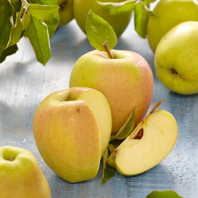 'Golden Delicious' Apple Tree - Image 7