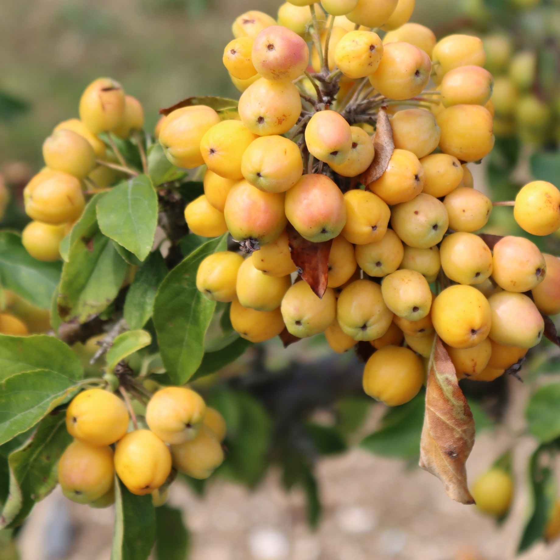 'Golden Hornet' Crabapple Tree - Image 4