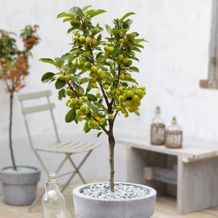 'Golden Hornet' Crabapple Tree - Image 5