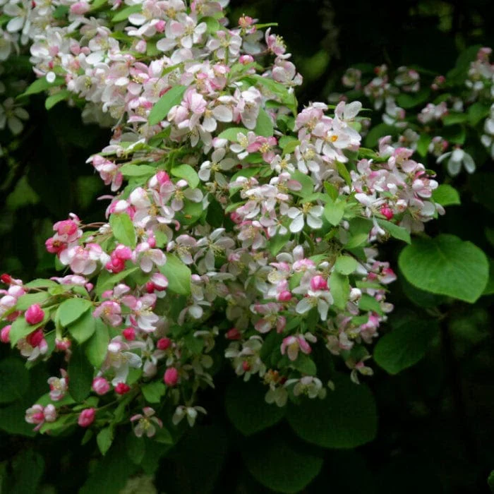 'Golden Hornet' Crabapple Tree - Image 6