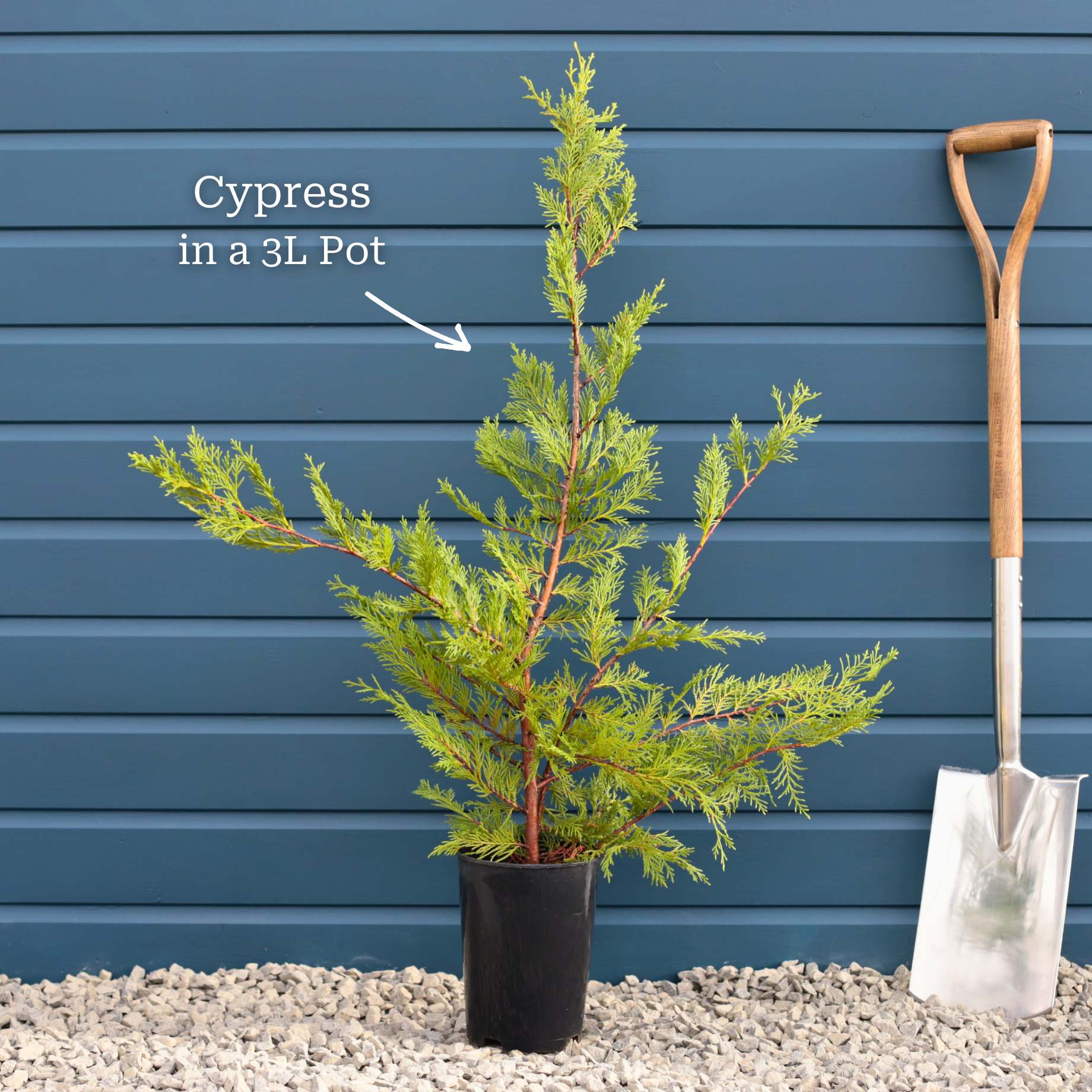 Leyland Cypress | Cupressocyparis leylandii - Image 4