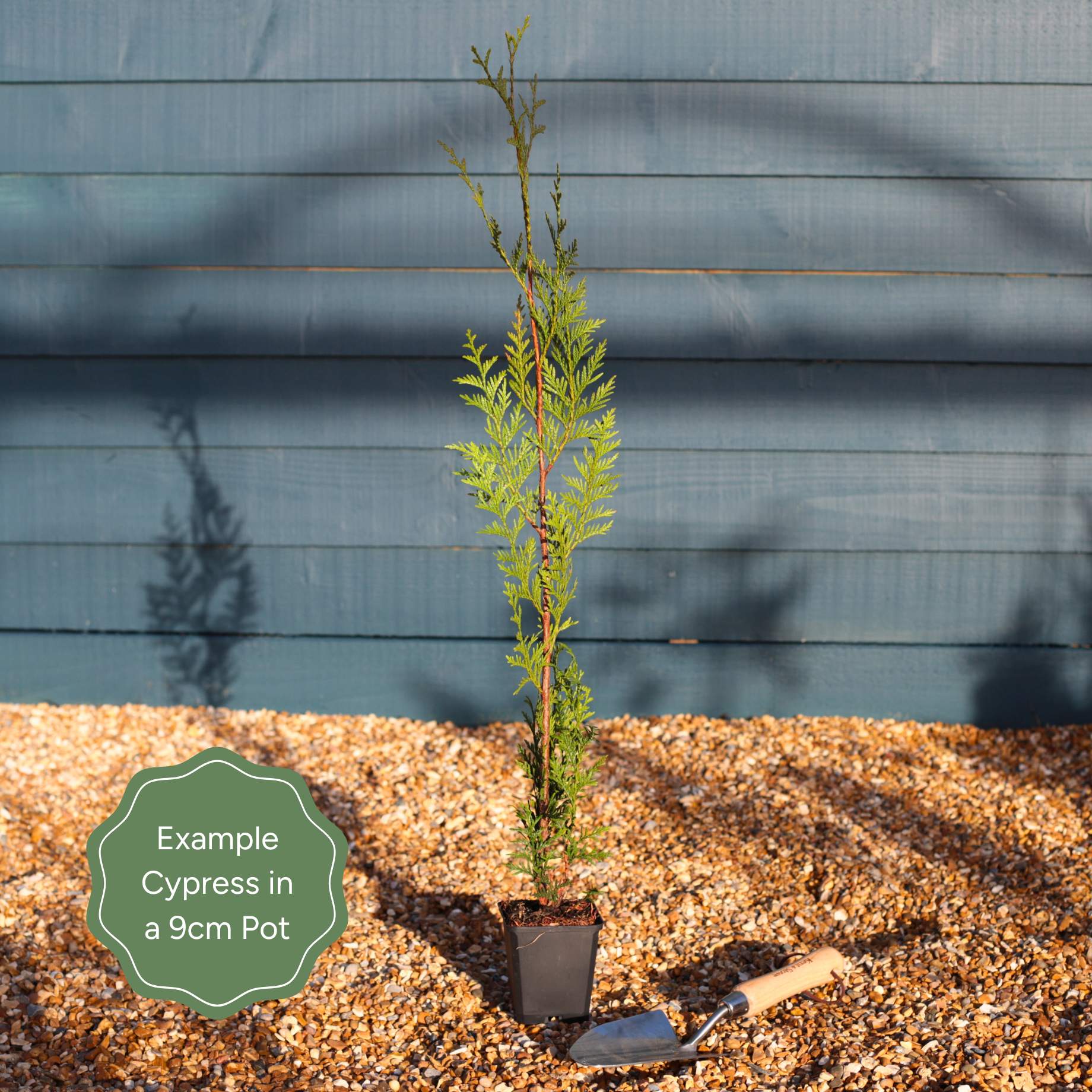 Golden Leyland Cypress | Cupressocyparis leylandii 'Castlewellan Gold' - Image 5