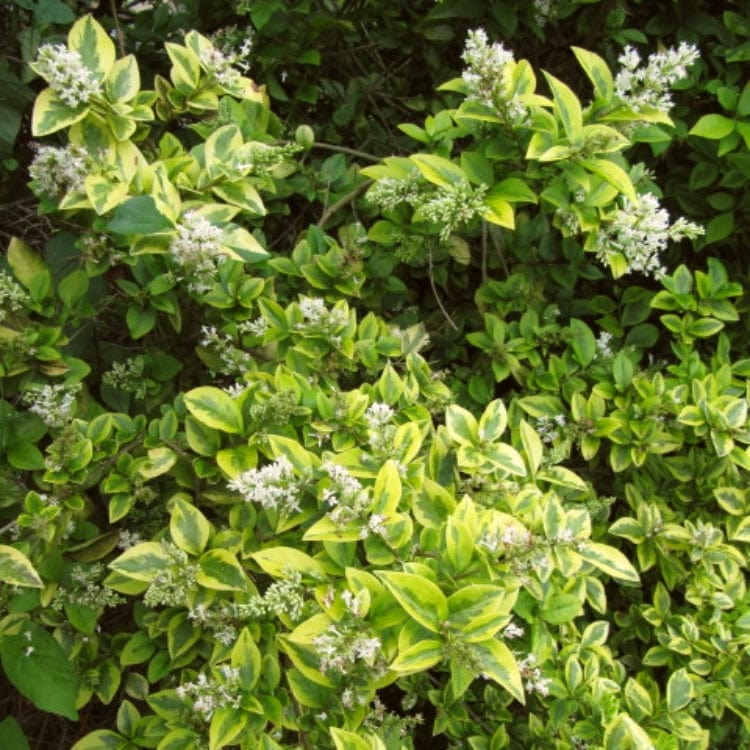 Golden Privet Hedging | Ligustrum ovalifolium 'Aureum' - Image 3
