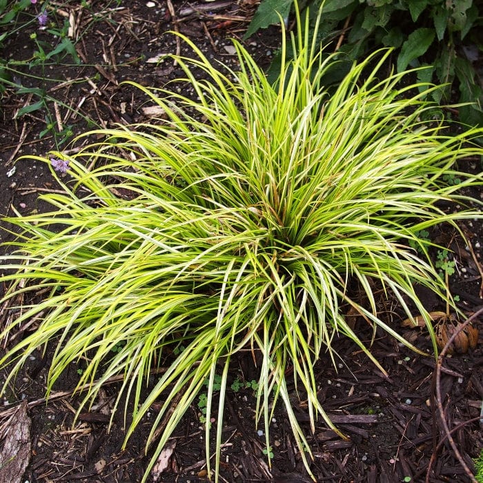 Golden Variegated Sweet Flag | Acorus gramineus 'Ogon'