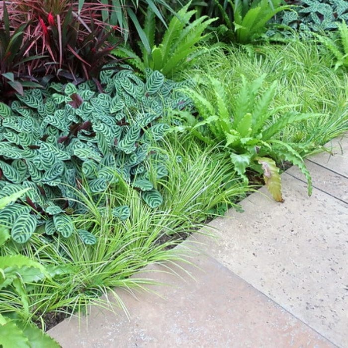 Golden Variegated Sweet Flag | Acorus gramineus 'Ogon' - Image 4