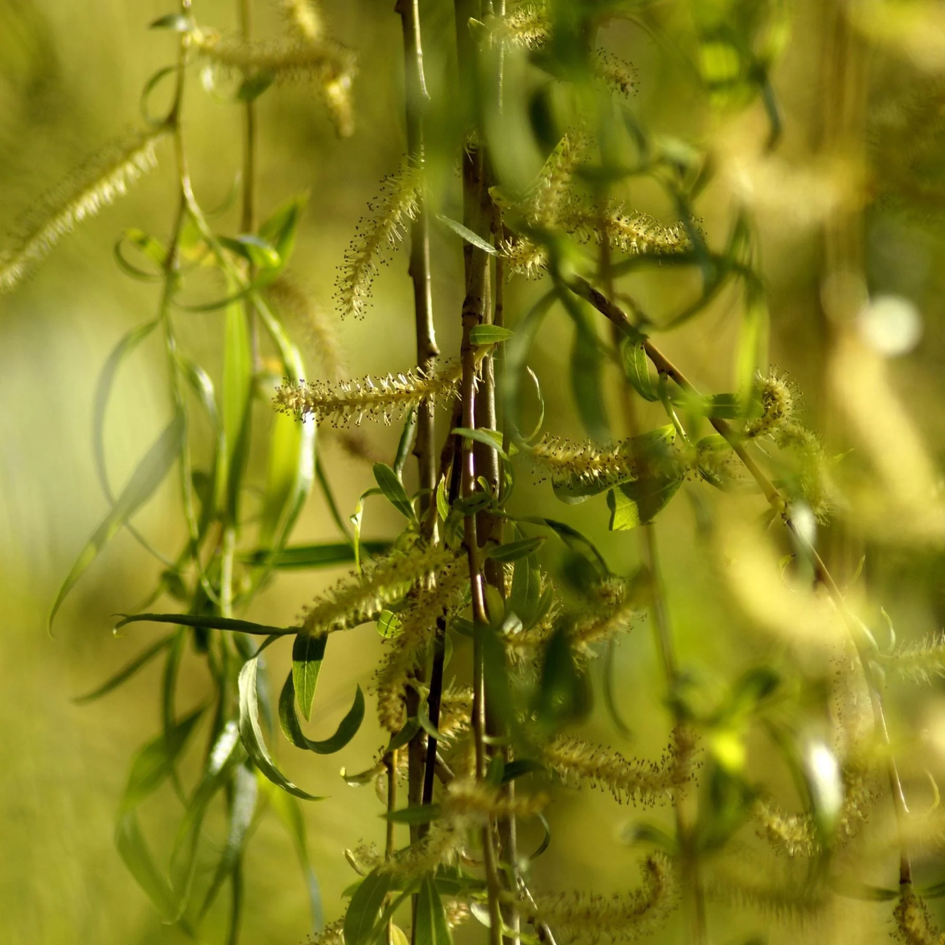 Golden Weeping Willow Hedging | Salix 'Chrysocoma'
