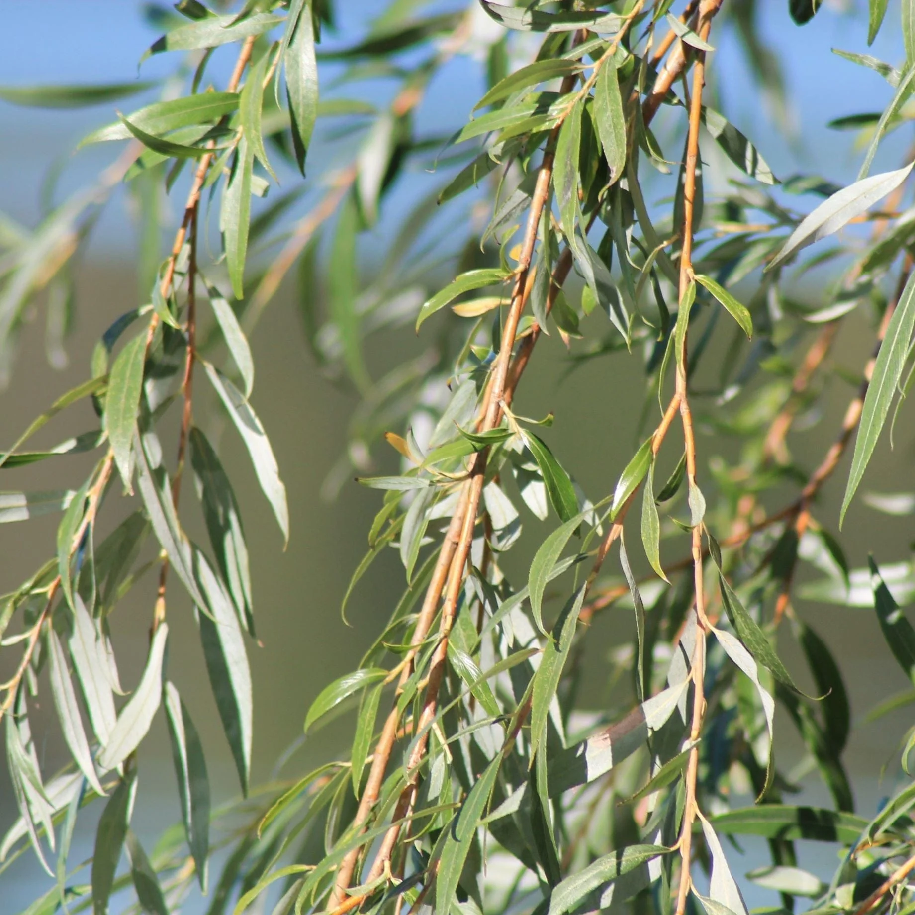 Golden Weeping Willow Tree | Salix 'Chrysocoma' - Image 4