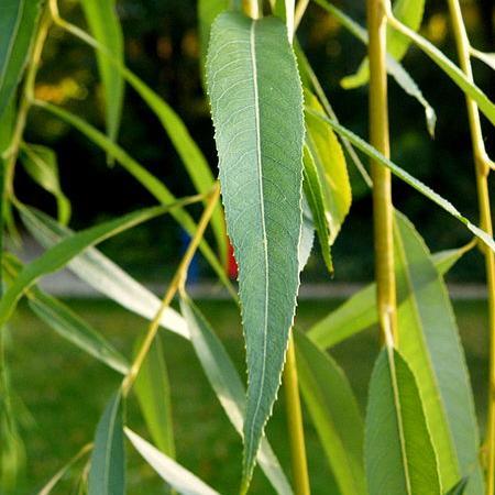 Golden Weeping Willow Hedging | Salix 'Chrysocoma' - Image 3