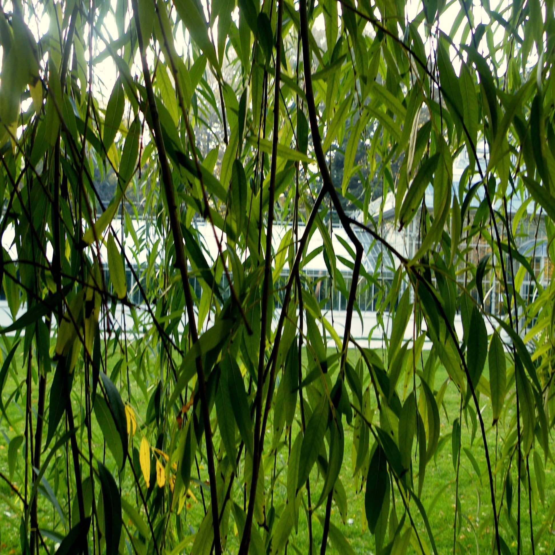 Golden Weeping Willow Hedging | Salix 'Chrysocoma' - Image 4