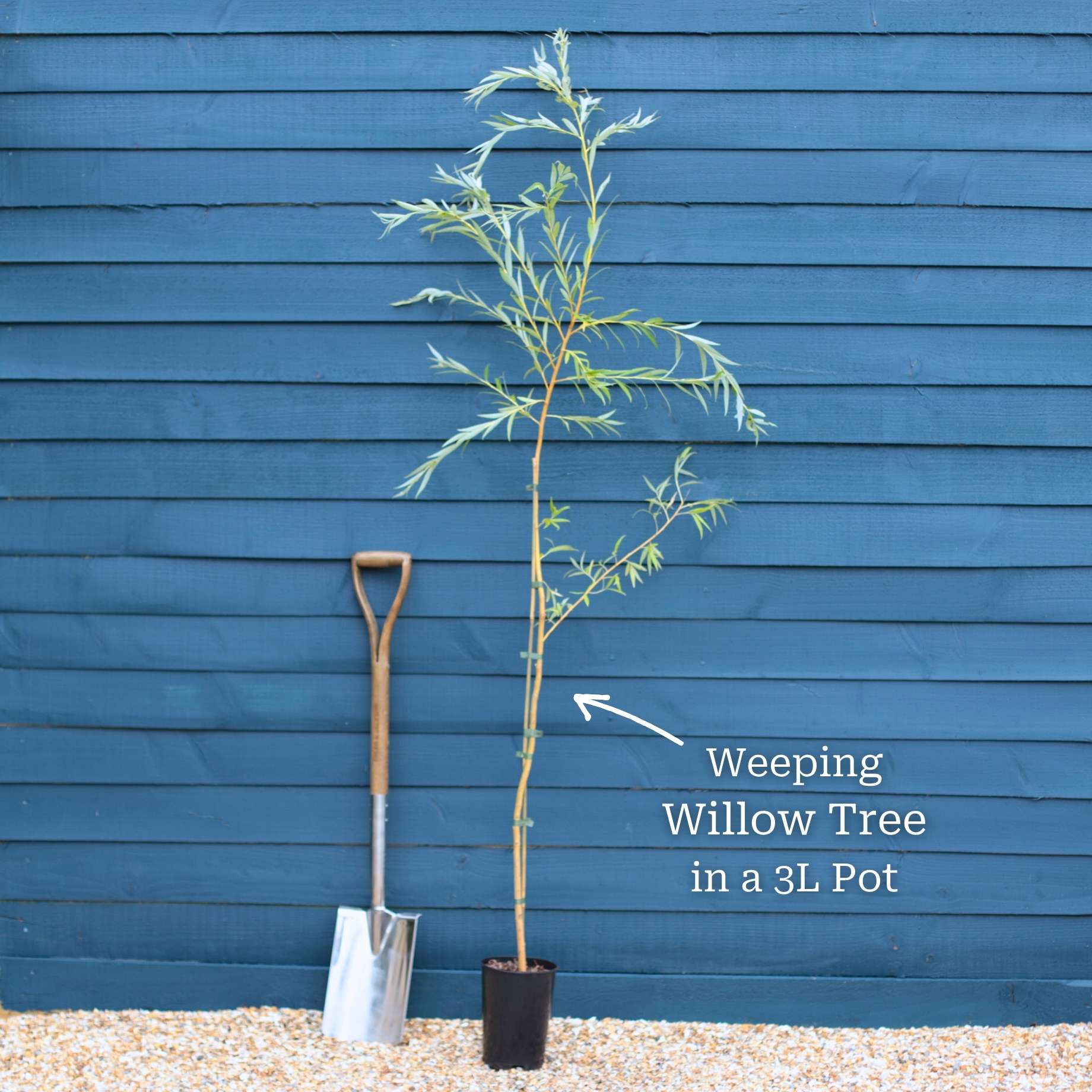 Golden Weeping Willow Tree | Salix 'Chrysocoma' - Image 10