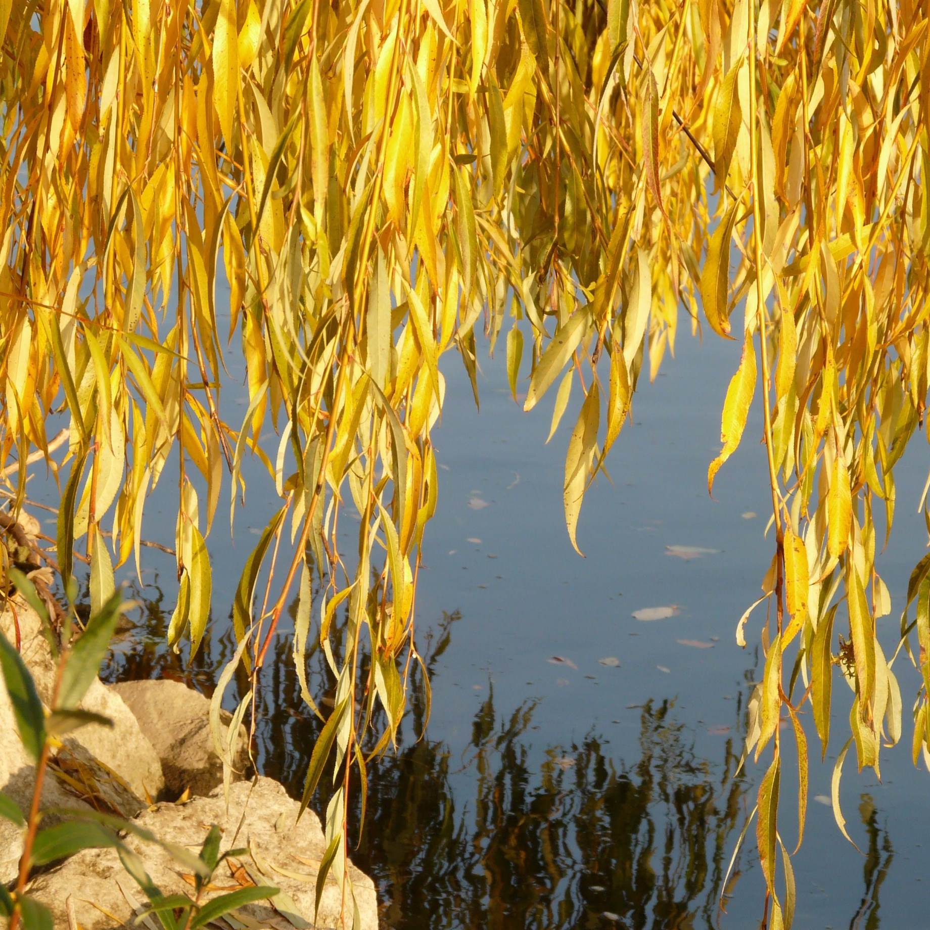 Golden Weeping Willow Tree | Salix 'Chrysocoma' - Image 5
