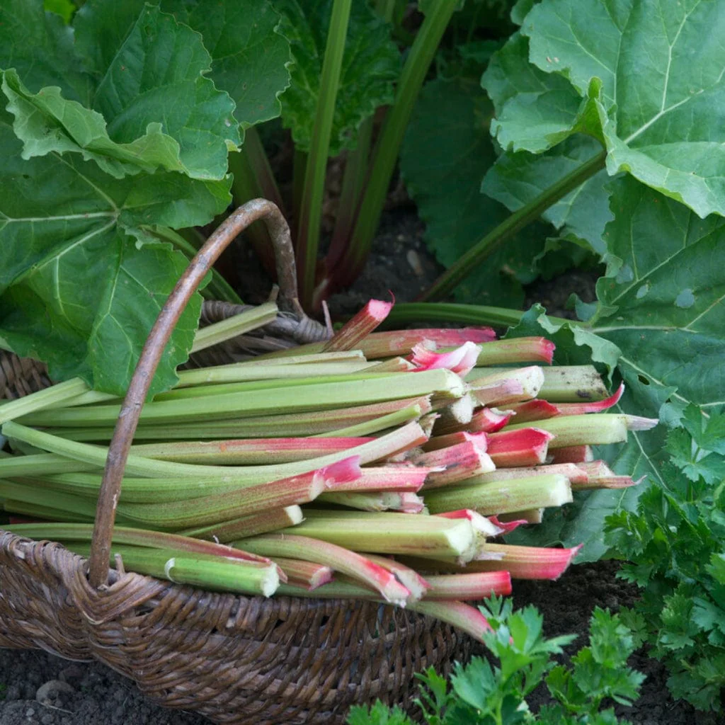'Goliath' Rhubarb Plant
