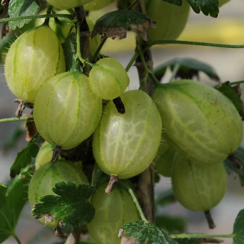 Complete Gooseberry Collection | Red & Green - Image 5