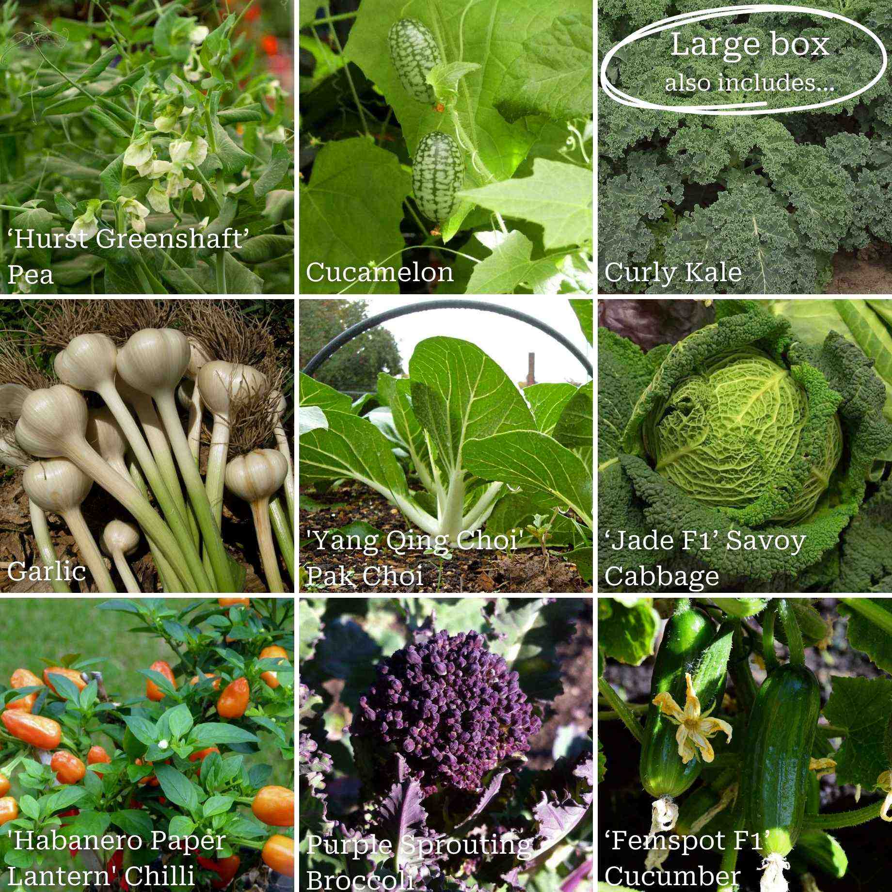 Gourmet Vegetables Collection - Image 3