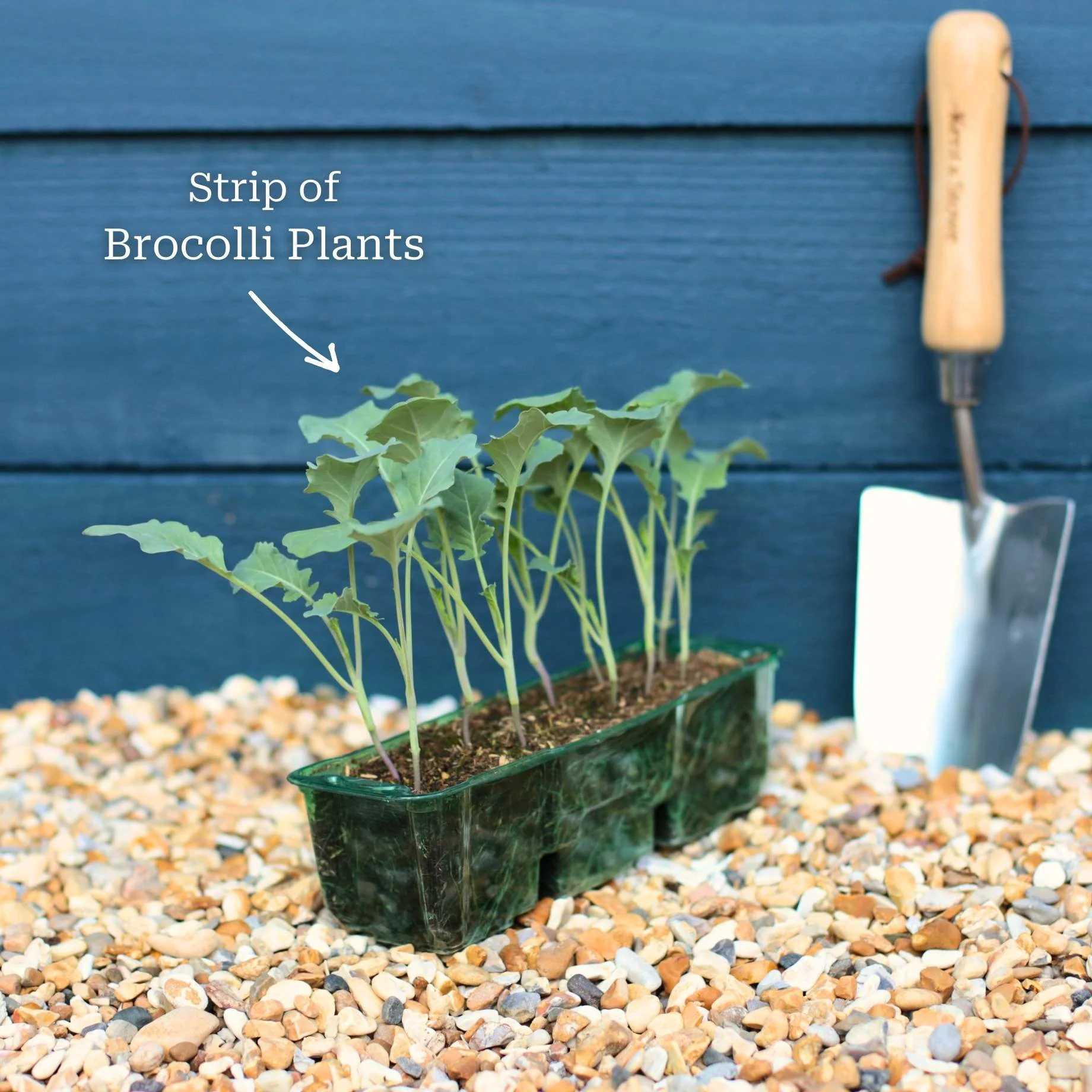 Gourmet Brassica Collection - Image 3