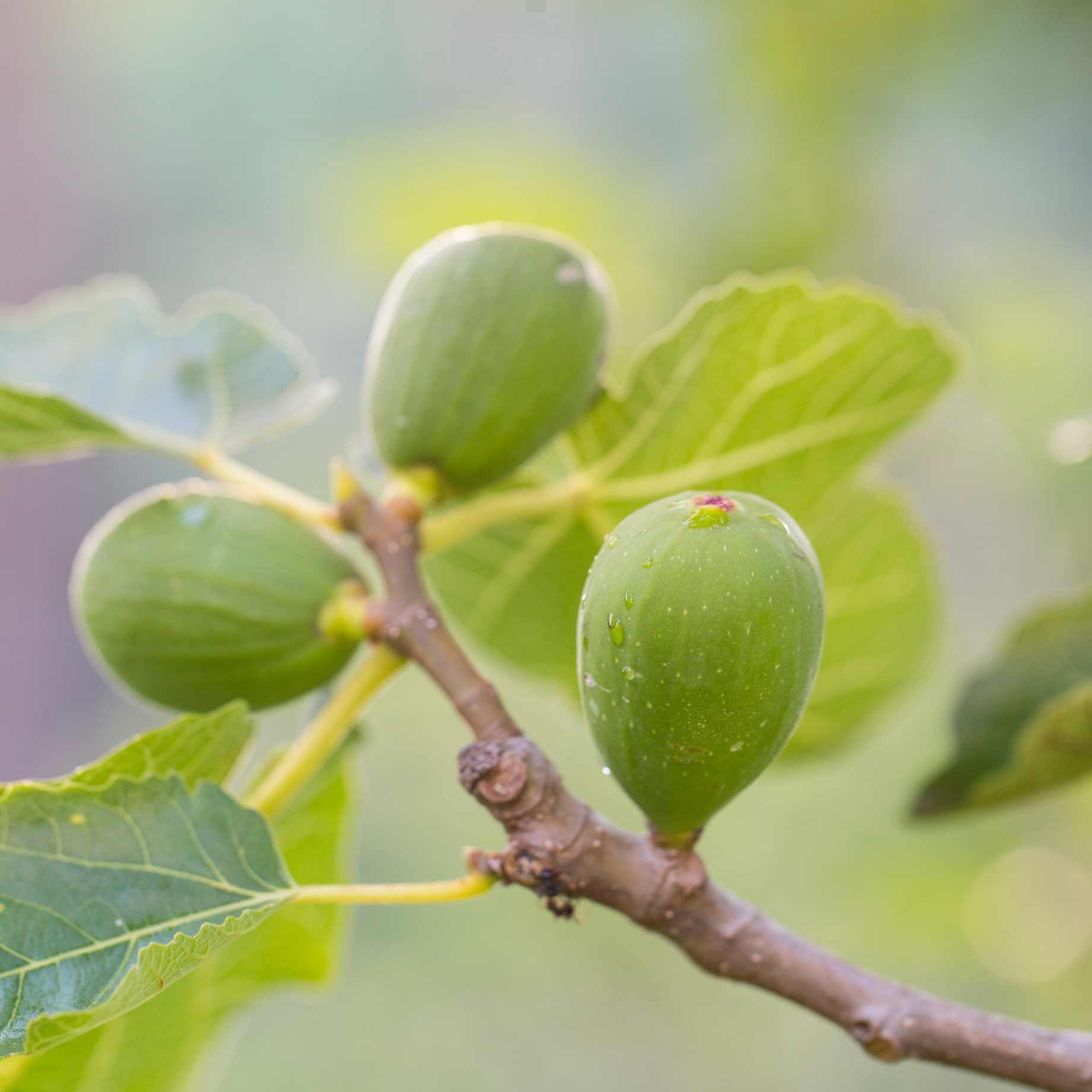 'Goutte d'Or' Fig Tree - Image 2
