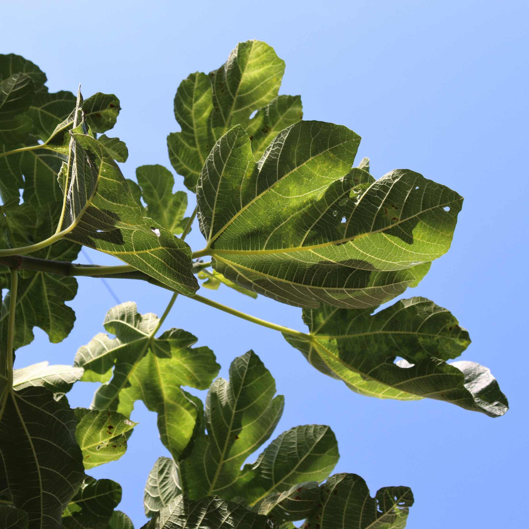 'Goutte d'Or' Fig Tree - Image 3