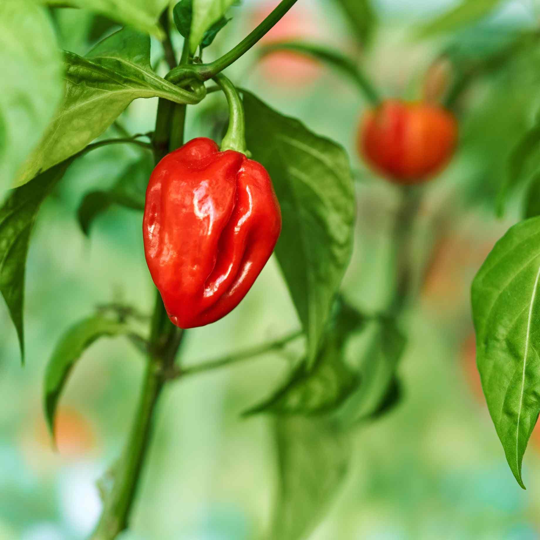 'Habanero Paper Lantern' Chilli Pepper Plant
