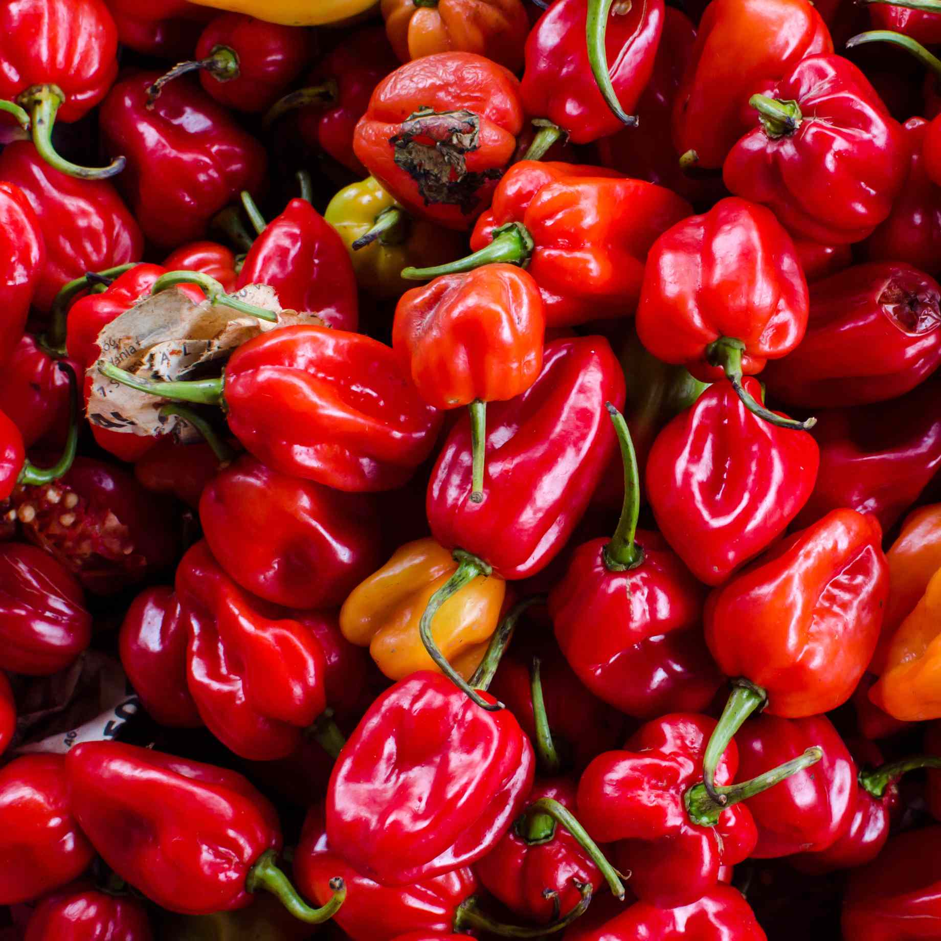 'Habanero Paper Lantern' Chilli Pepper Plant - Image 2