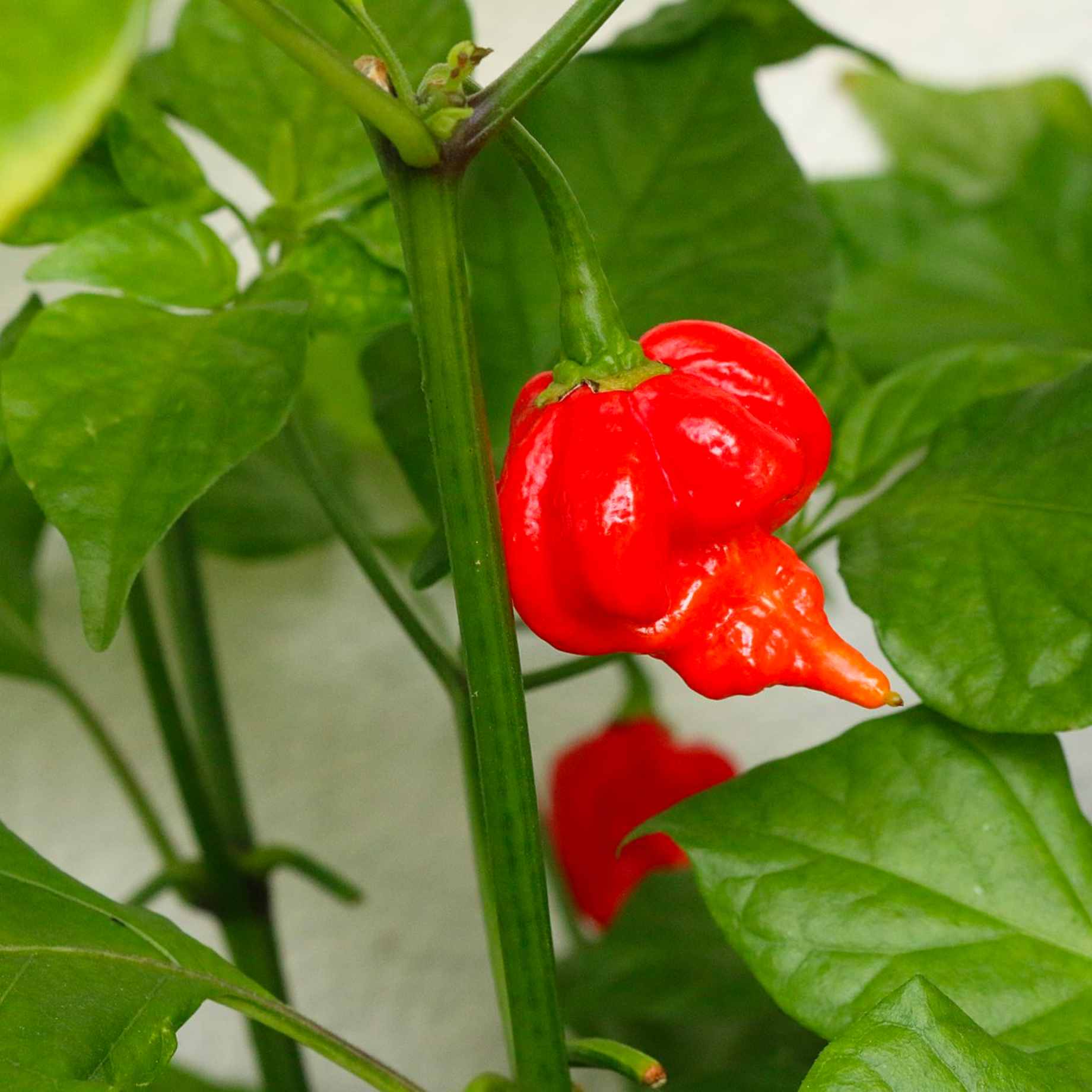 'Trinidad Scorpion' Chilli Pepper Plant
