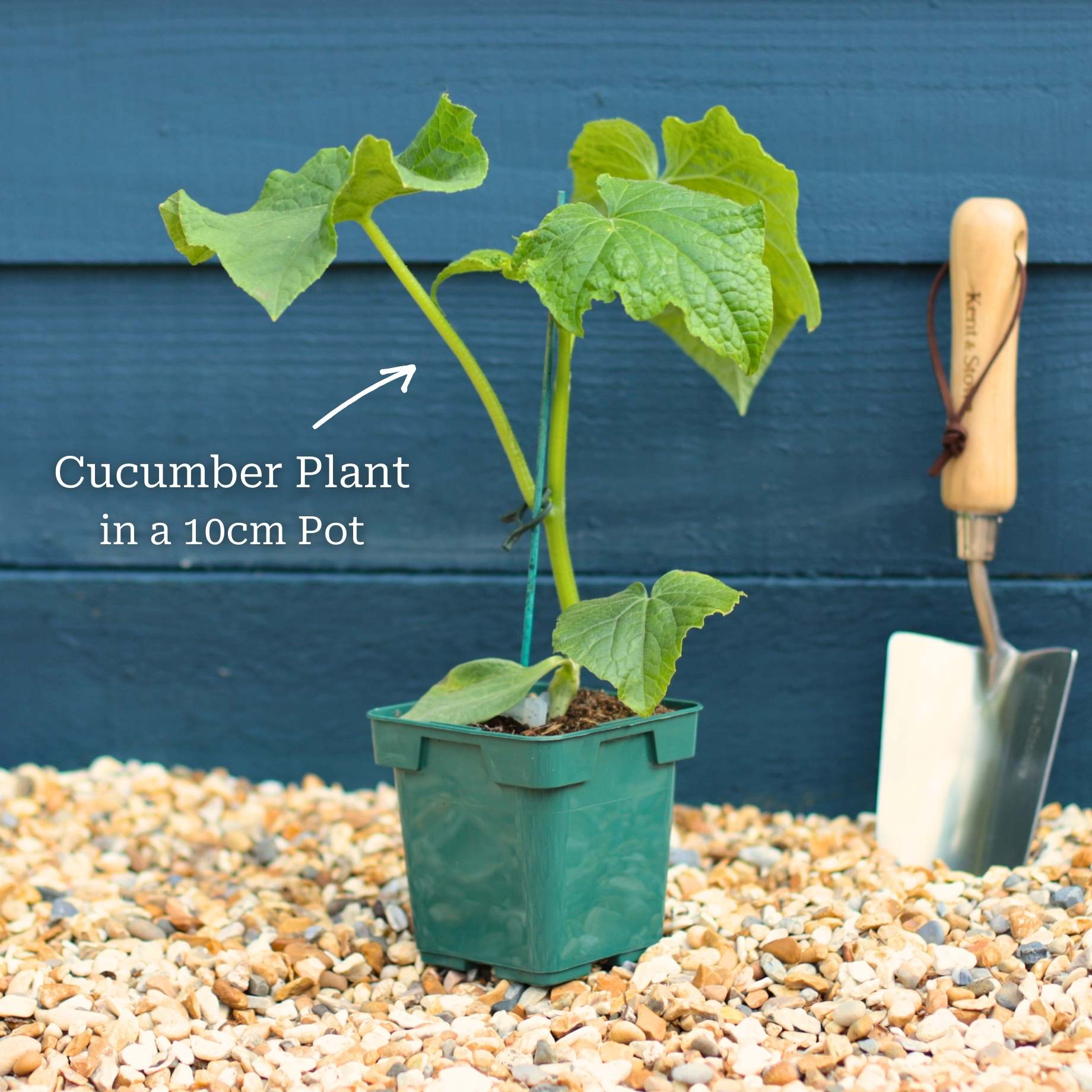 'Kuper F1' Grafted Cucumber Plant - Image 3