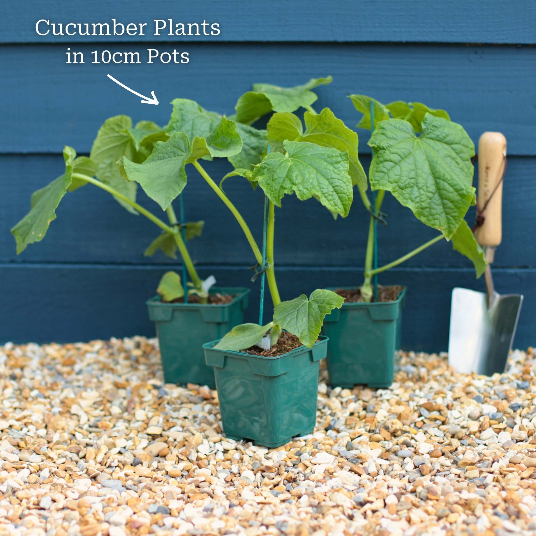 'Kuper F1' Grafted Cucumber Plant - Image 4