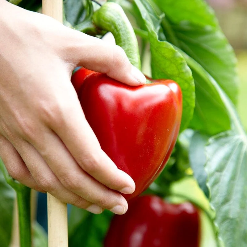 'Maccabi' Grafted Red Sweet Pepper Plant - Image 2