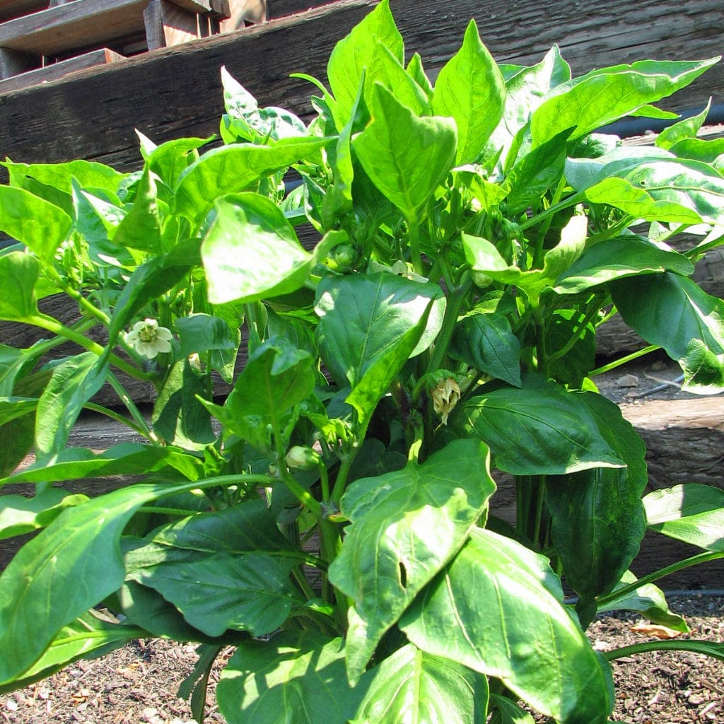 'Maccabi' Grafted Red Sweet Pepper Plant - Image 3