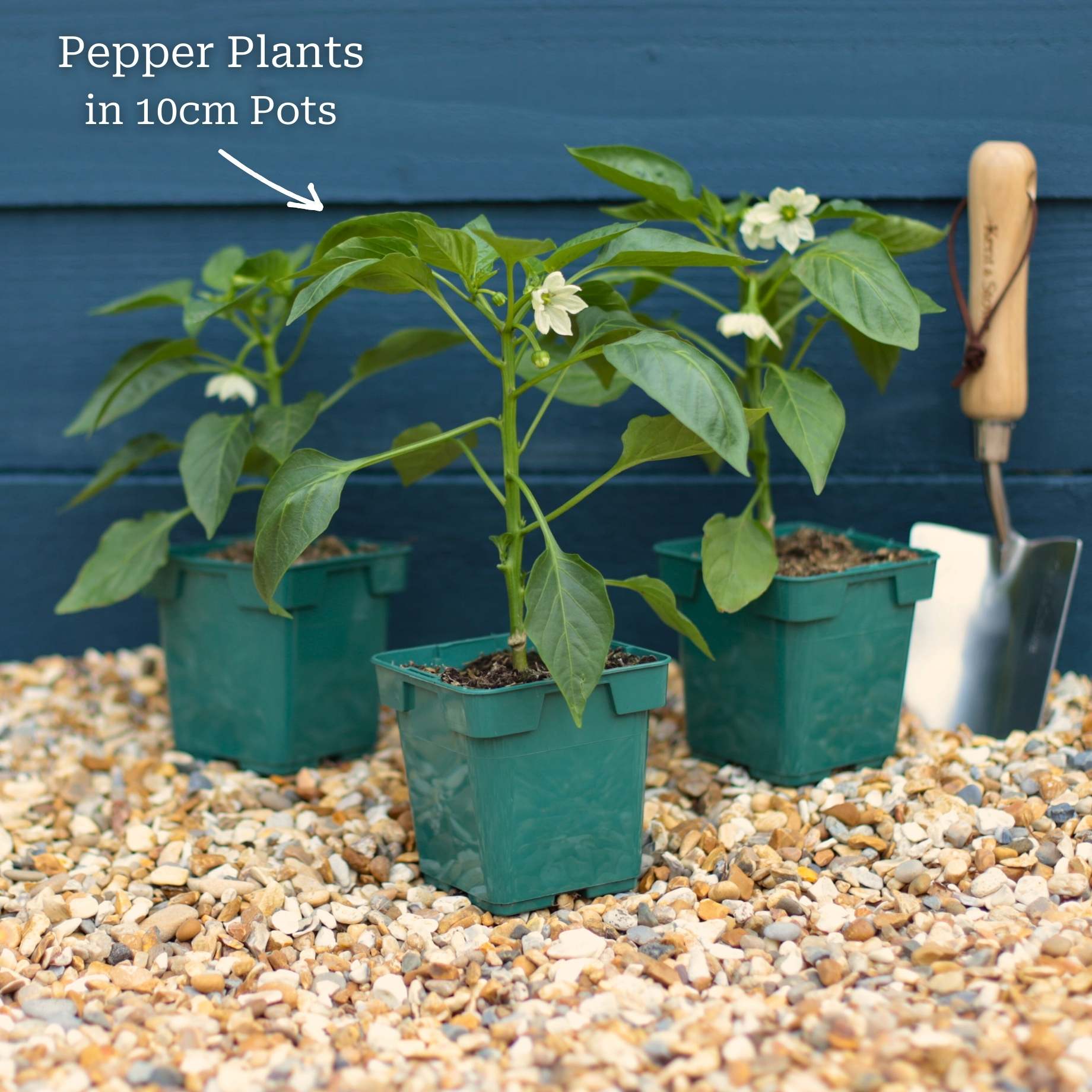 'Maccabi' Grafted Red Sweet Pepper Plant - Image 5