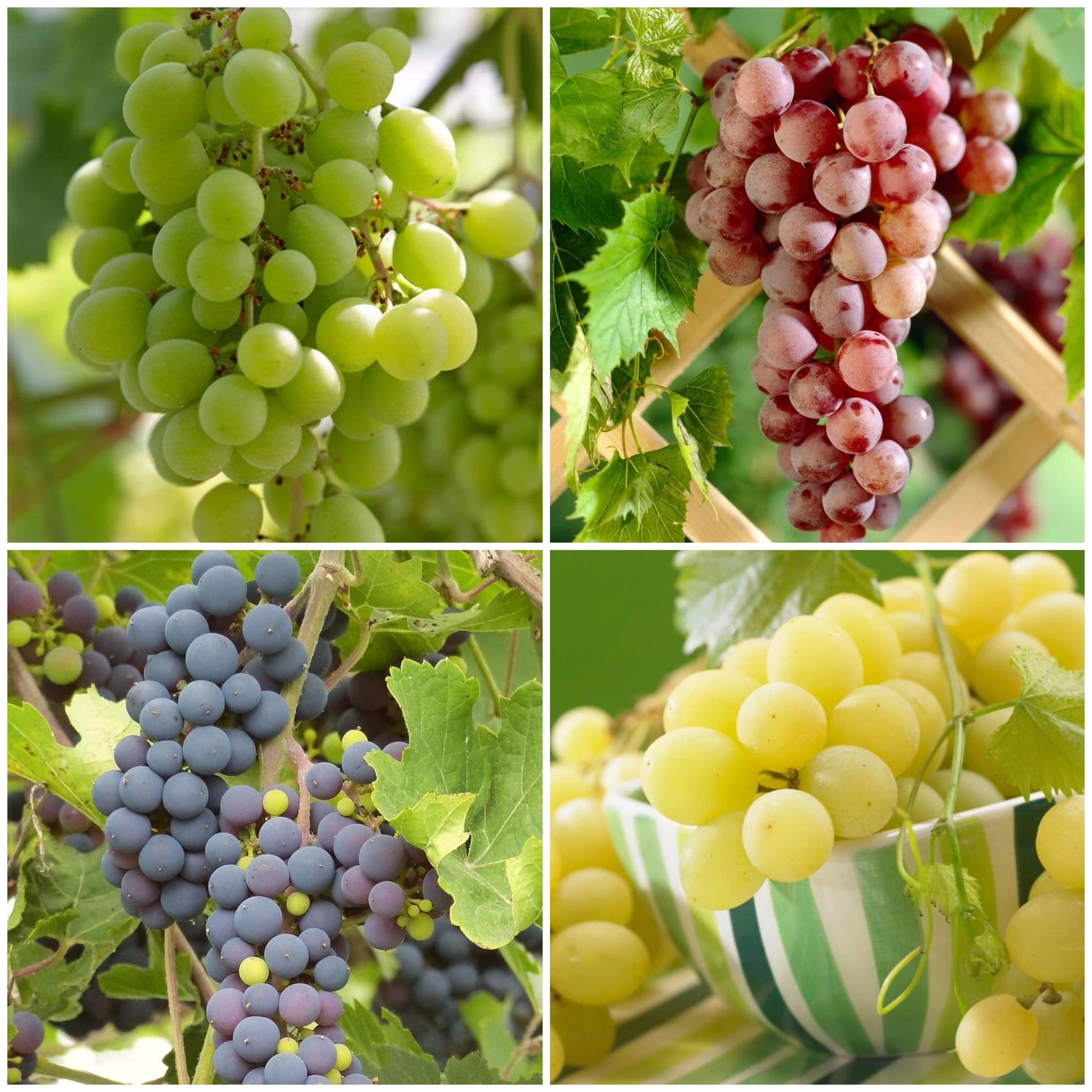Grapes for Greenhouses Collection - Image 2