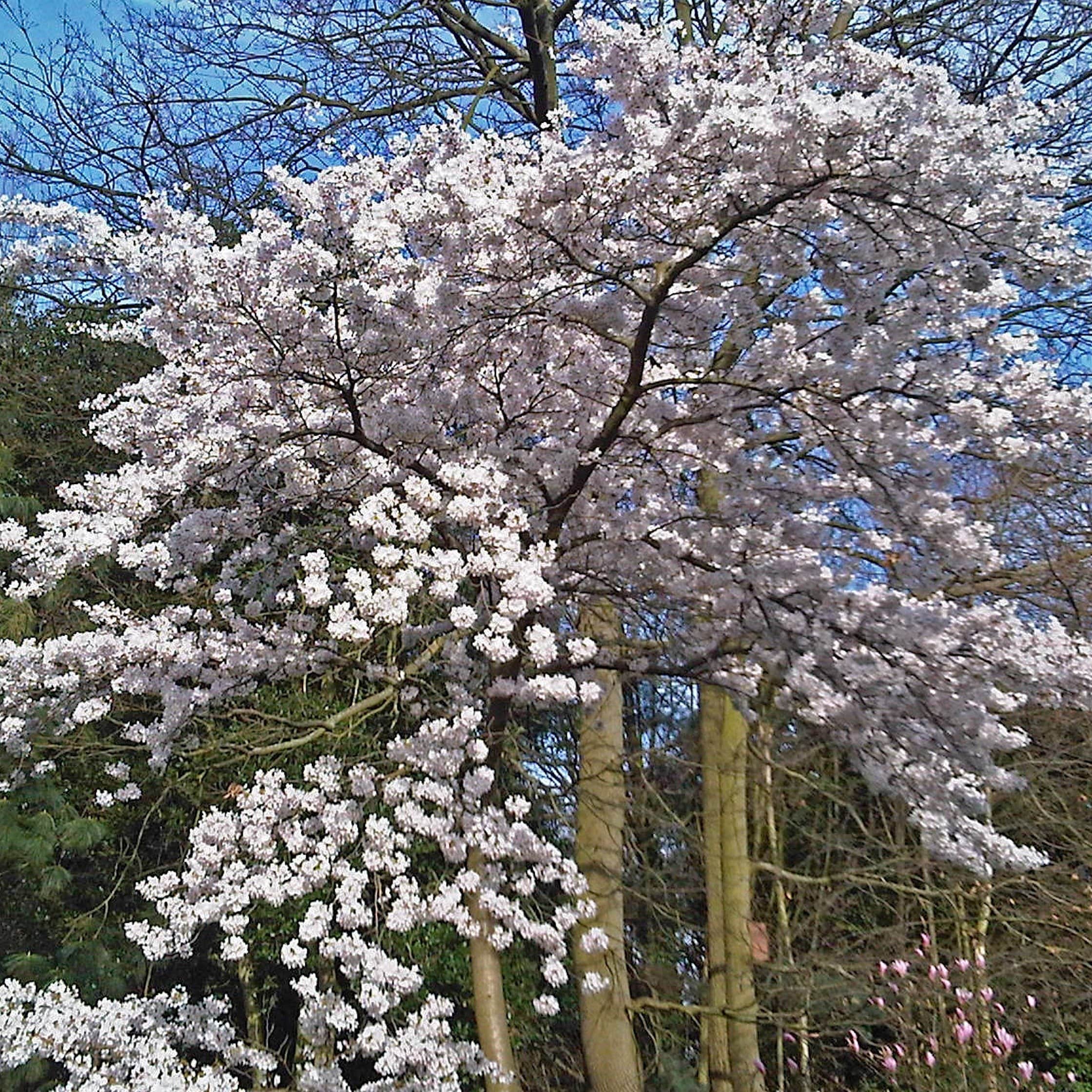 Great White Cherry Blossom Tree | Prunus 'Tai-Haku' - Image 4