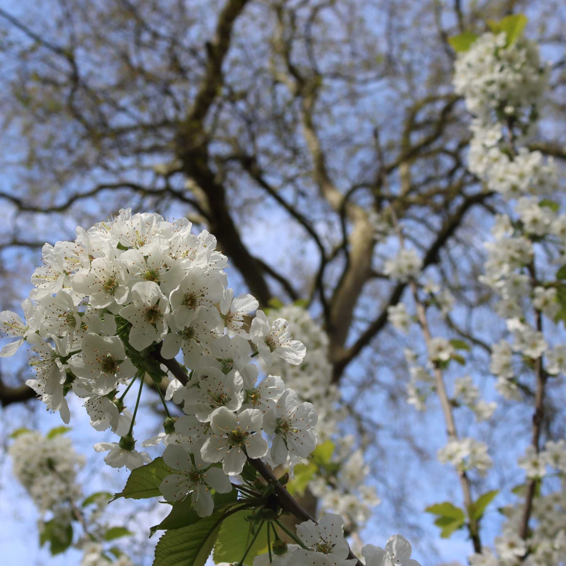 Great White Cherry Blossom Tree | Prunus 'Tai-Haku' - Image 5