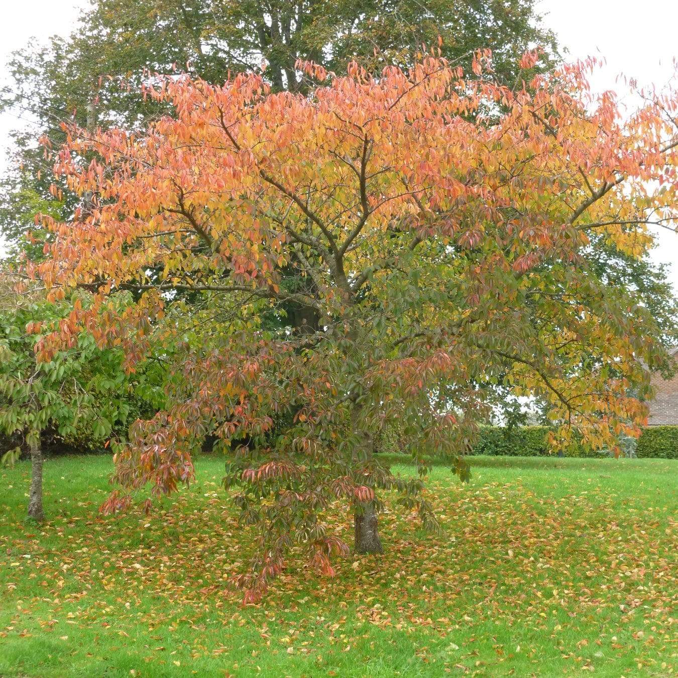Great White Cherry Blossom Tree | Prunus 'Tai-Haku' - Image 7