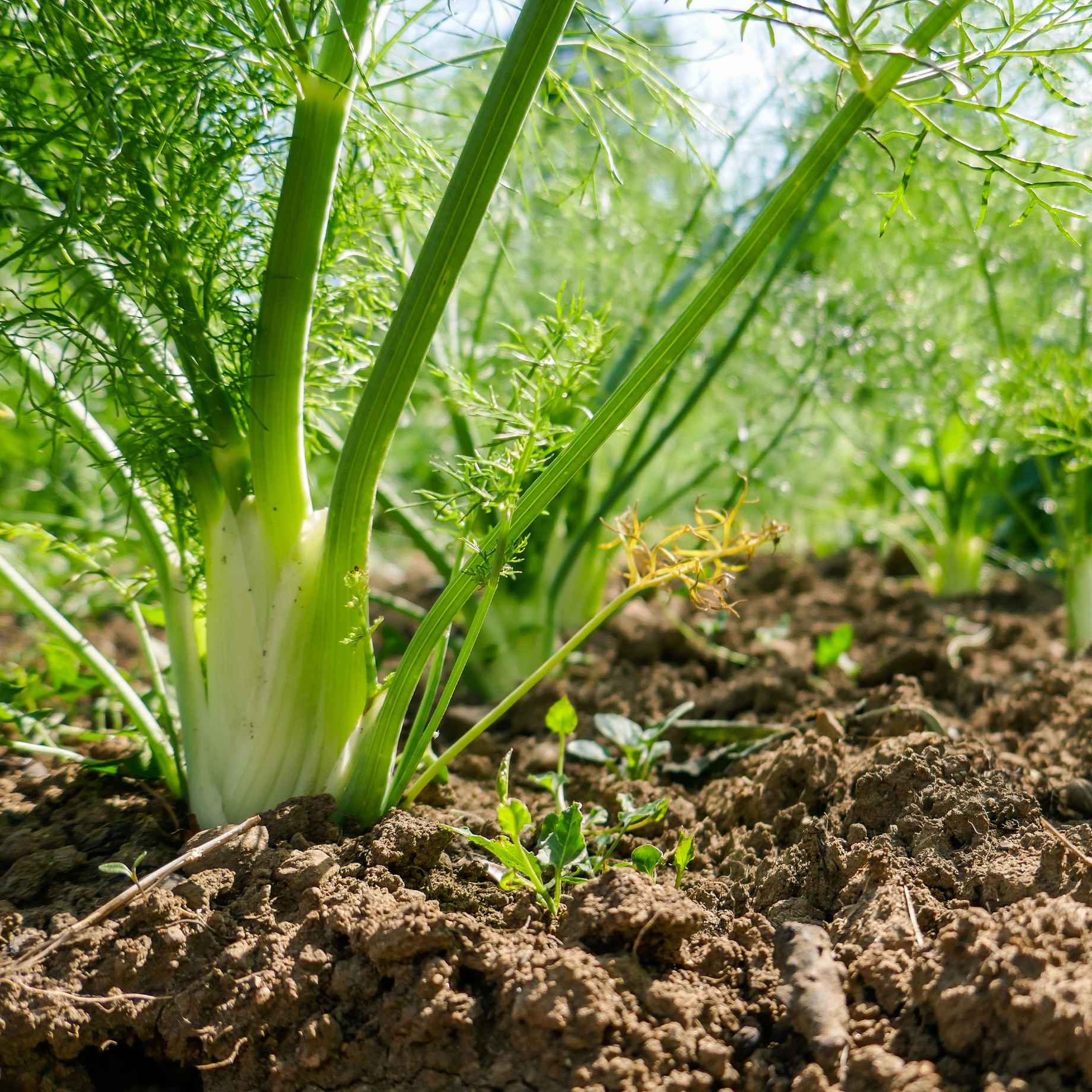 Green Fennel Plant - Image 2