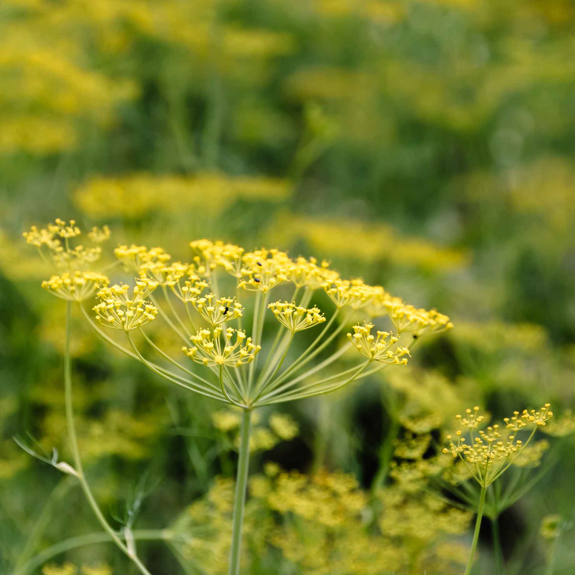 Green Fennel Plant - Image 3