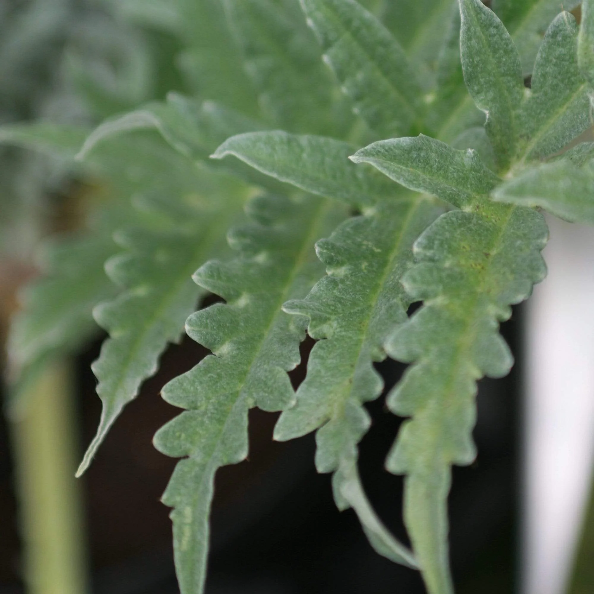 'Green Globe' Artichoke Plants - Image 4