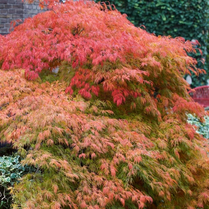 Green Weeping Japanese Maple Tree | Acer palmatum 'Dissectum' - Image 3