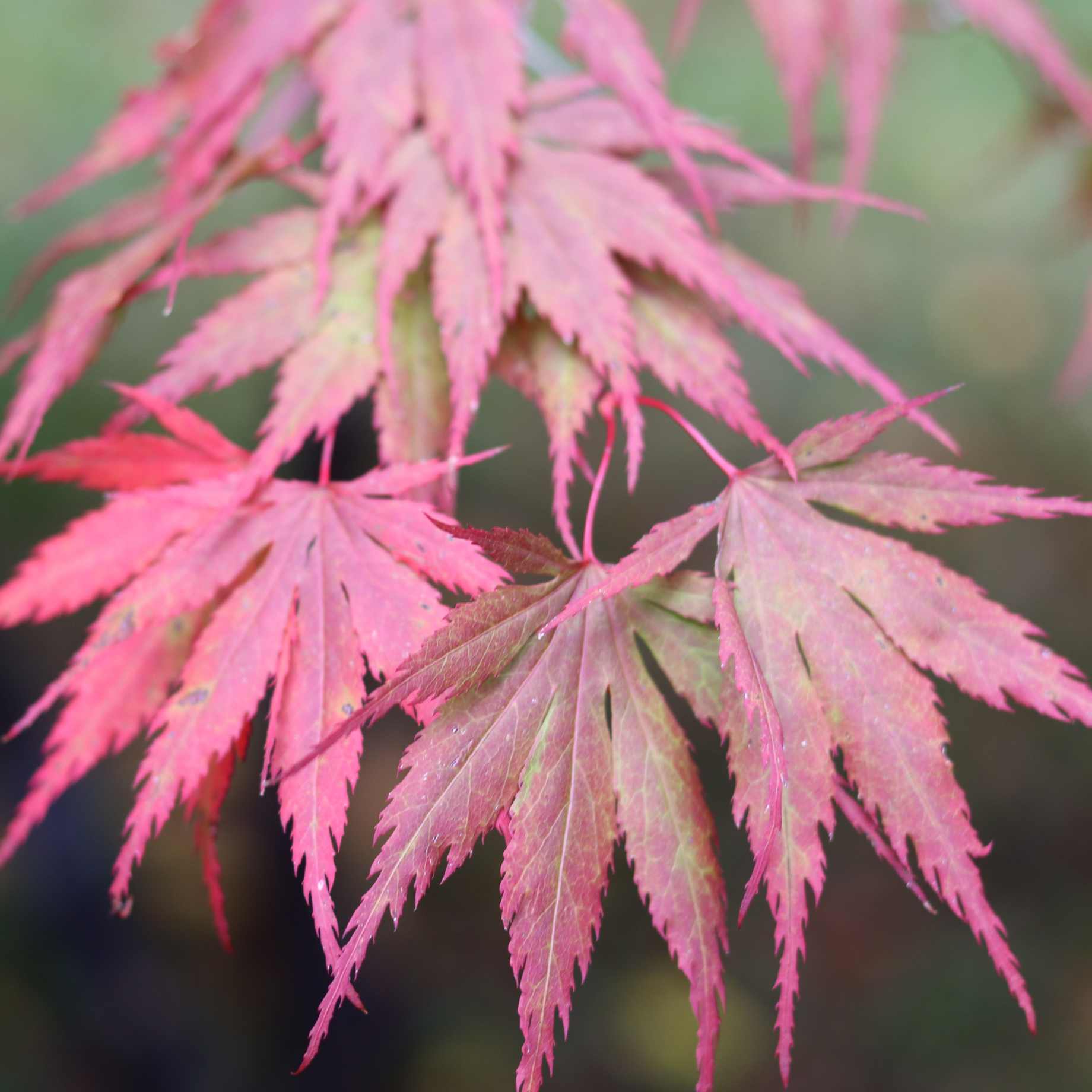 Green Weeping Japanese Maple Tree | Acer palmatum 'Dissectum' - Image 5