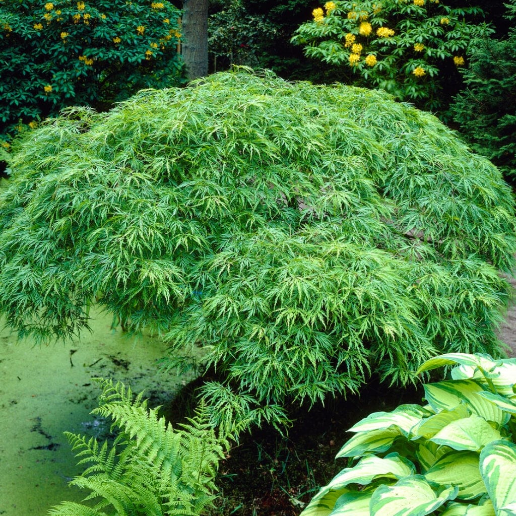 Green Weeping Japanese Maple Tree | Acer palmatum 'Dissectum Viride'
