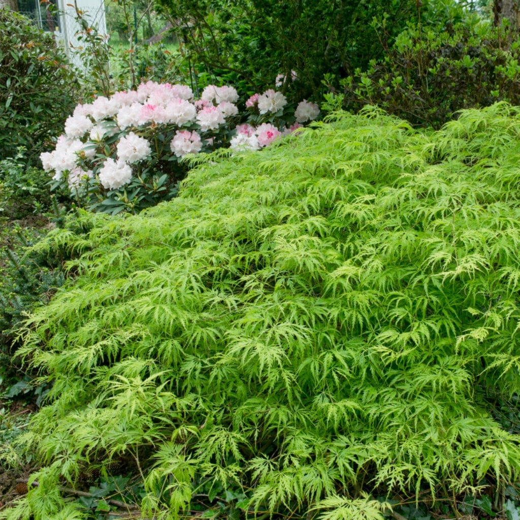 Green Weeping Japanese Maple Tree | Acer palmatum 'Dissectum Viride' - Image 2
