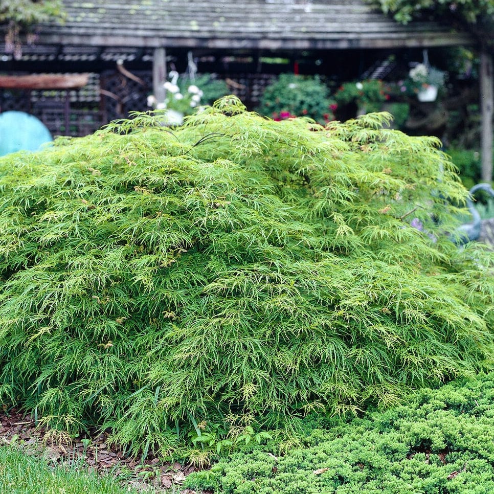 Green Weeping Japanese Maple Tree | Acer palmatum 'Dissectum Viride' - Image 3