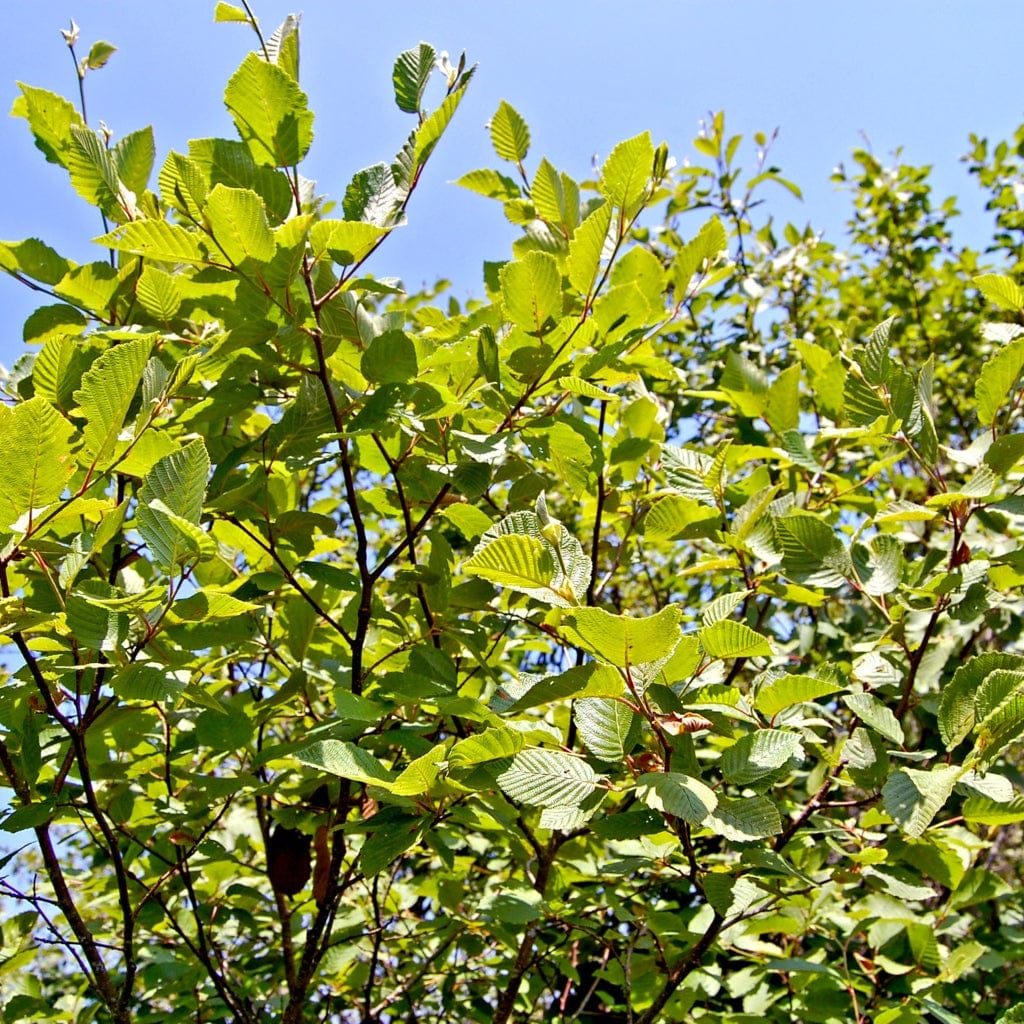 Grey Alder Hedging | Alnus incana