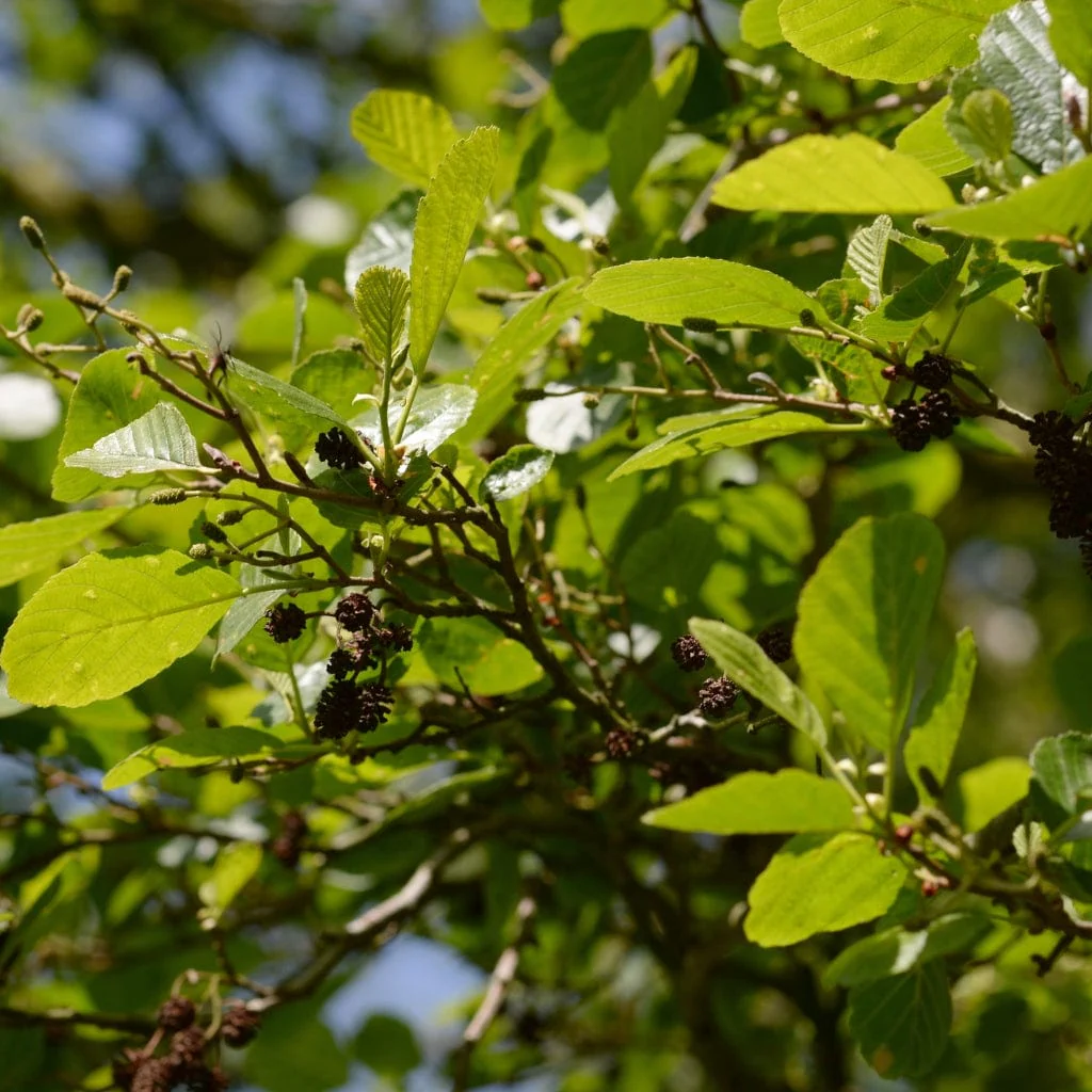 Grey Alder Hedging | Alnus incana - Image 2